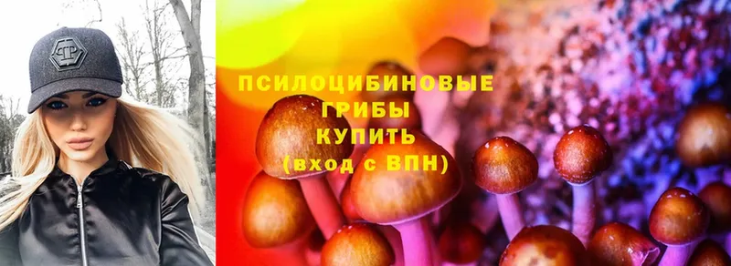 закладки  Гаджиево  Псилоцибиновые грибы Psilocybe 